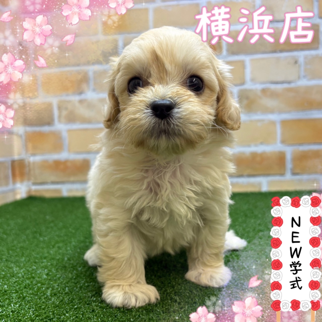 神奈川県のマルプー(マルチーズ×プードル) (かねだい横浜店/2025年3月11日生まれ/男の子/アプリコット)の子犬