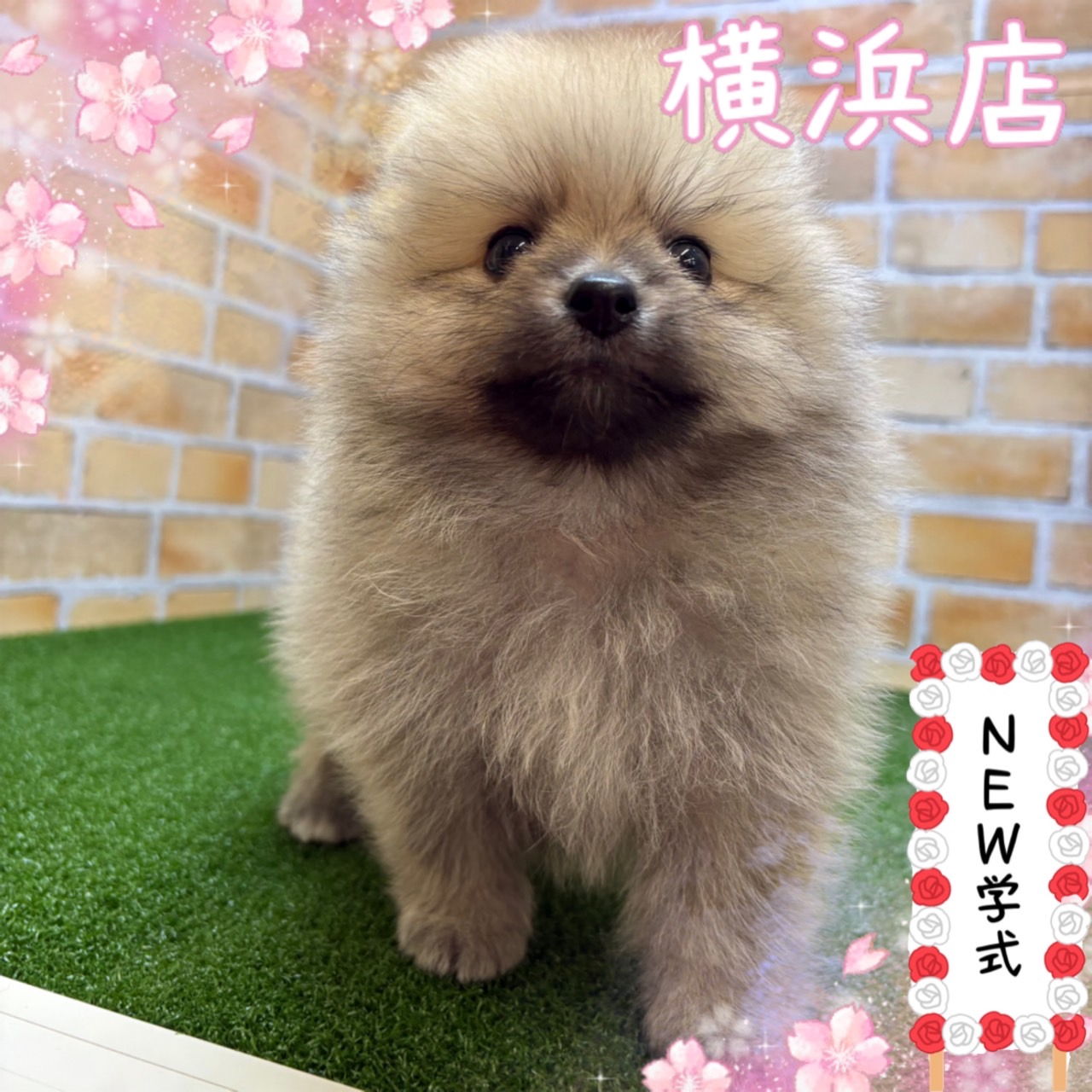 神奈川県のポメラニアン (かねだい横浜店/2025年3月15日生まれ/男の子/オレンジセーブル)の子犬