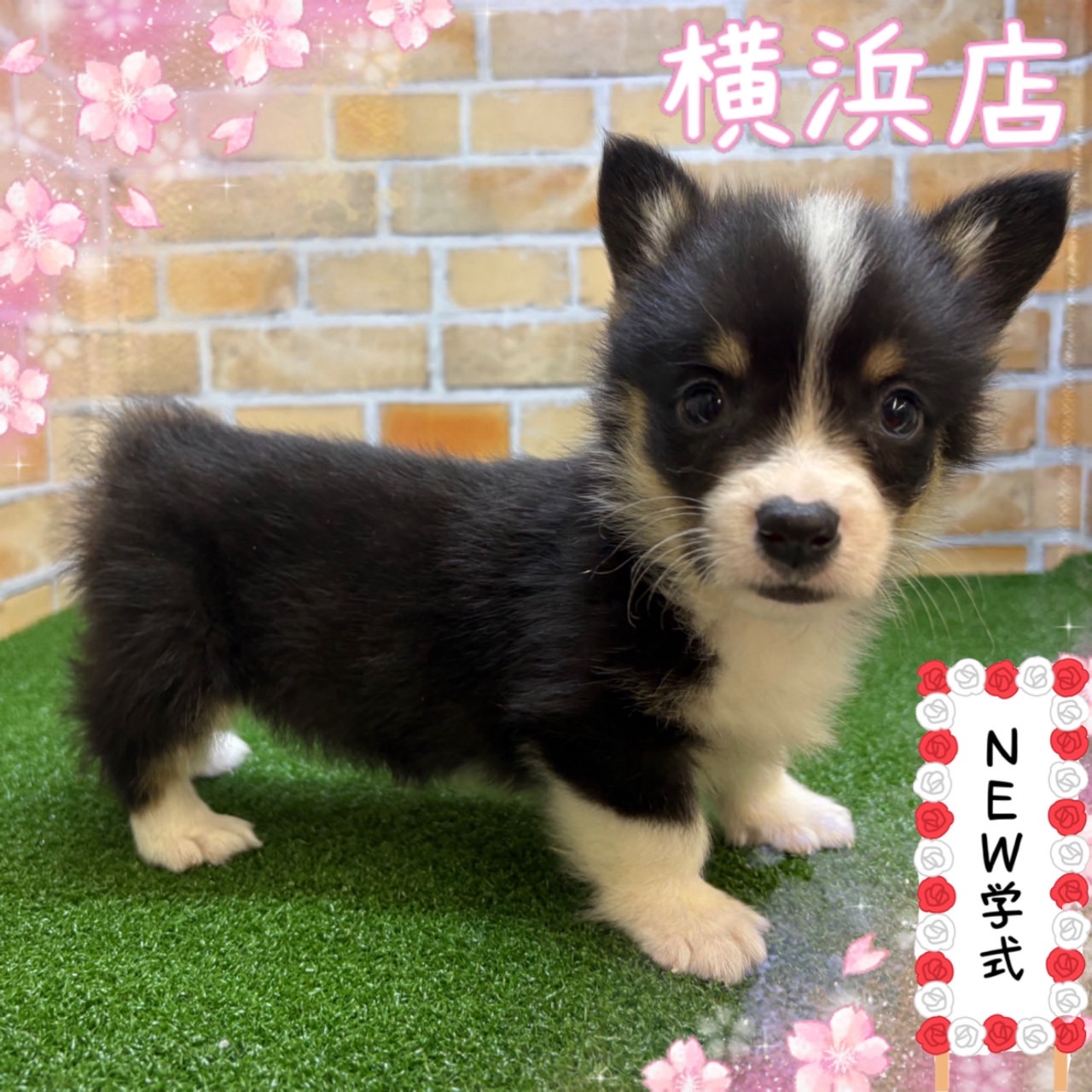 神奈川県のウェルシュコーギーペンブローク (かねだい横浜店/2025年3月15日生まれ/男の子/トライカラー)の子犬