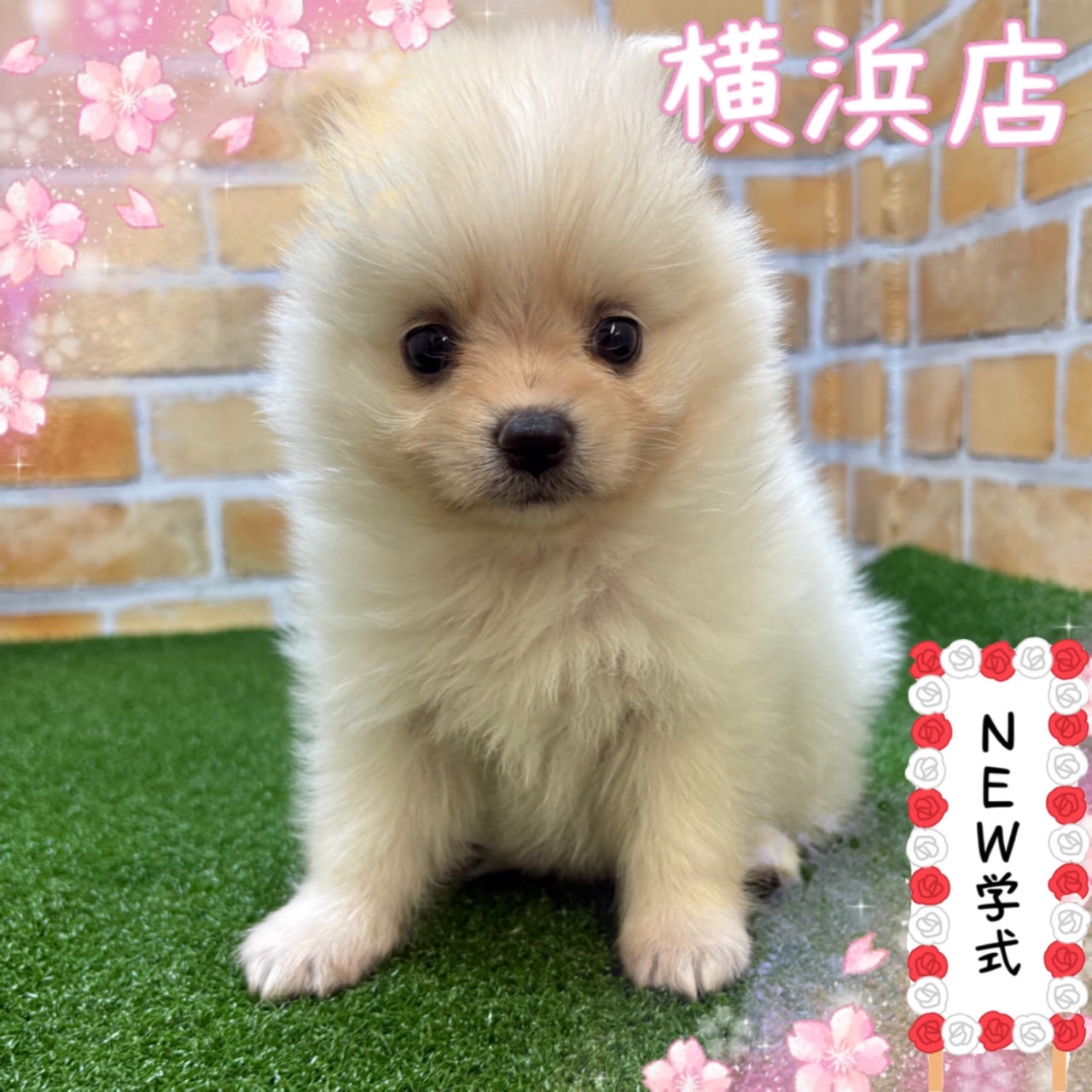 神奈川県のポメラニアン (かねだい横浜店/2025年3月15日生まれ/男の子/クリーム)の子犬