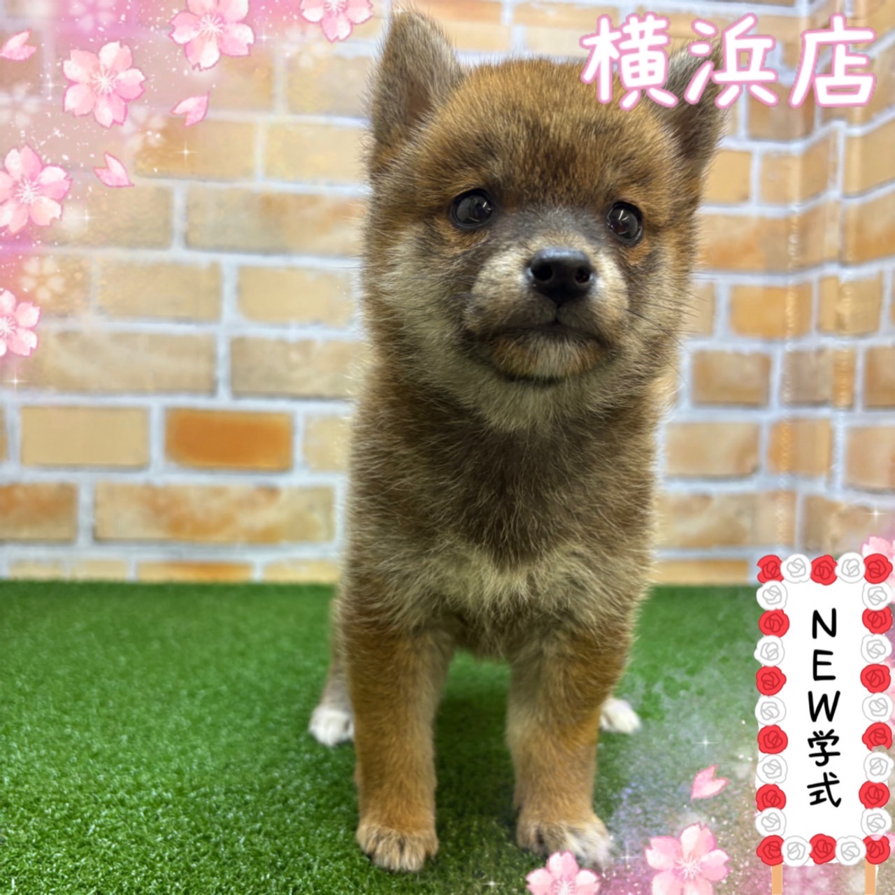 神奈川県の柴犬(標準サイズ) (かねだい横浜店/2025年3月15日生まれ/女の子/赤)の子犬