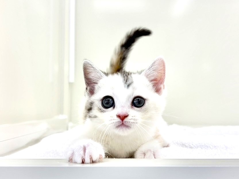 東京都のマンチカン (かねだい本町田店/2025年3月14日生まれ/女の子/シルバーパッチドタビー)の子猫