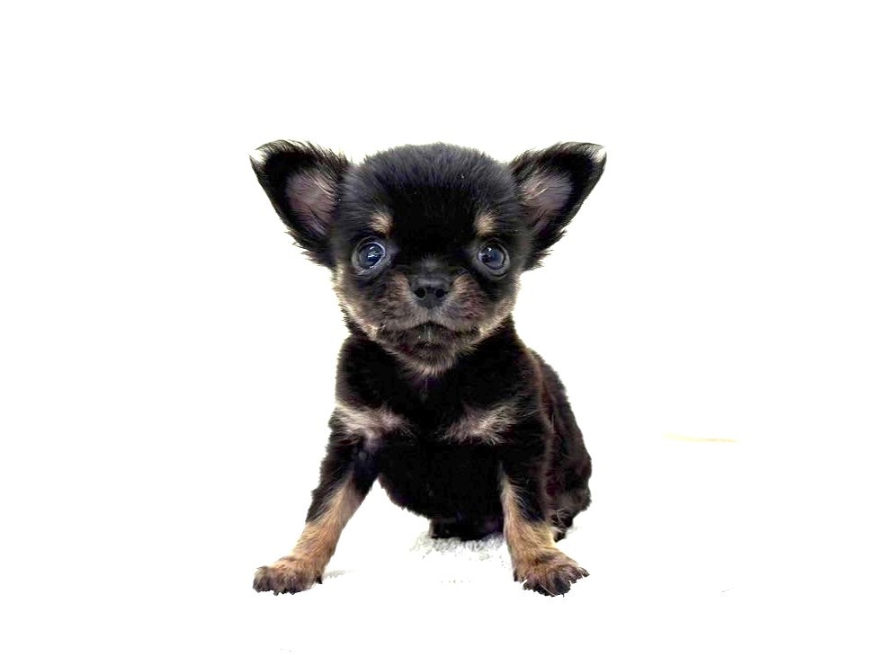 東京都のチワワ(ロング) (かねだい本町田店/2025年3月15日生まれ/男の子/ブラックタン)の子犬