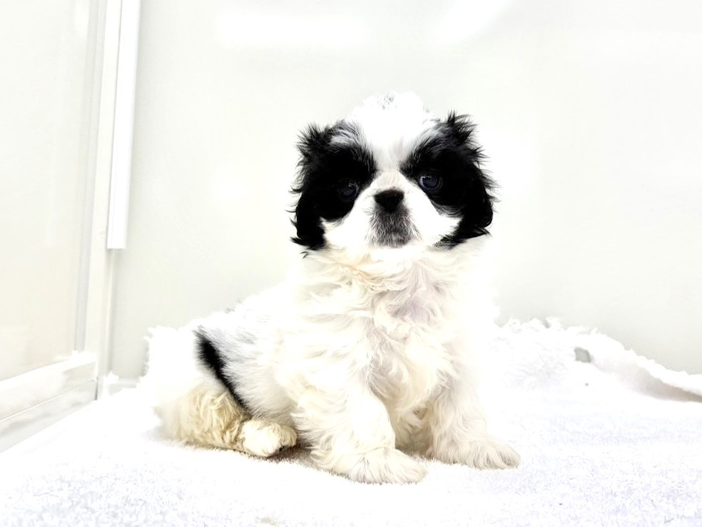 東京都のＭＩＸ犬　シーペキ (かねだい本町田店/2025年3月15日生まれ/男の子/ブラックホワイト)の子犬