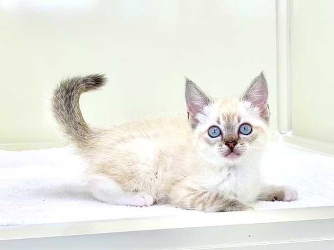 東京都のＭＩＸ猫　ラグドール×スコティッシュフォールド (かねだい本町田店/2025年3月8日生まれ/男の子/ブルーリンクスポイント)の子猫