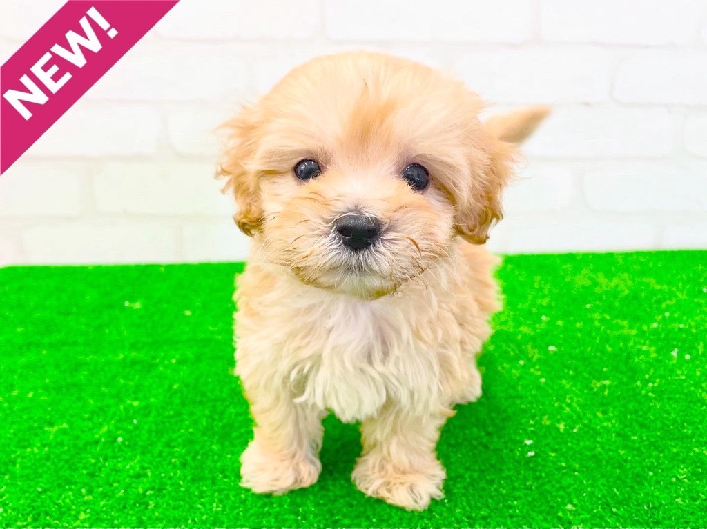 東京都のMIX犬 (父)マルチーズ、(母)トイプードル (かねだい立川店/2025年3月11日生まれ/男の子/アプリコット)の子犬