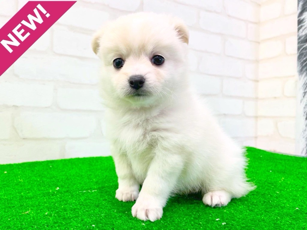 東京都のMIX犬 (父)ロングチワワ、(母)スピッツ (かねだい立川店/2025年3月12日生まれ/女の子/クリームホワイト)の子犬