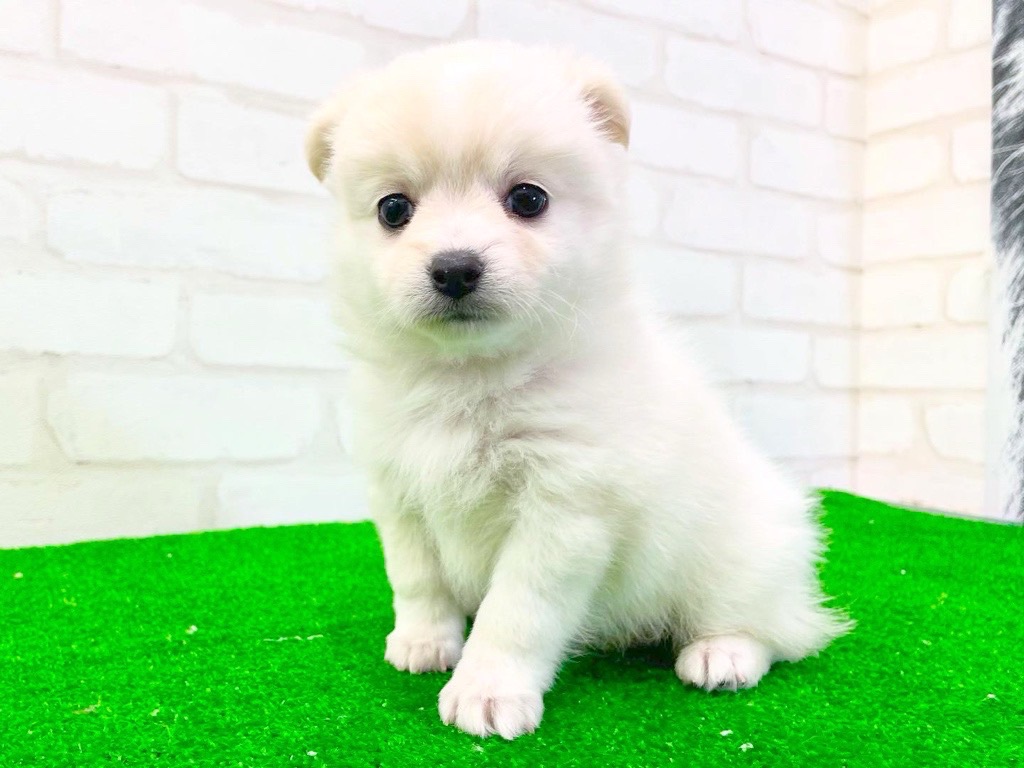 東京都のMIX犬 (父)ロングチワワ、(母)スピッツ (かねだい立川店/2025年3月12日生まれ/女の子/クリームホワイト)の子犬