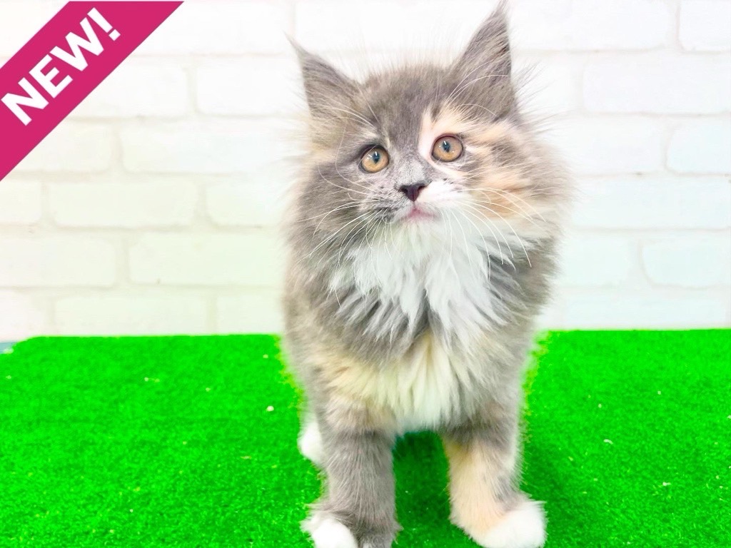 東京都のサイベリアン (かねだい立川店/2025年3月16日生まれ/女の子/ダイリュートキャリコ)の子猫