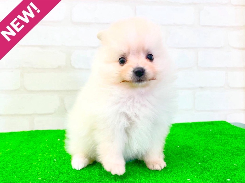 東京都のポメラニアン (かねだい立川店/2025年3月15日生まれ/女の子/クリーム)の子犬