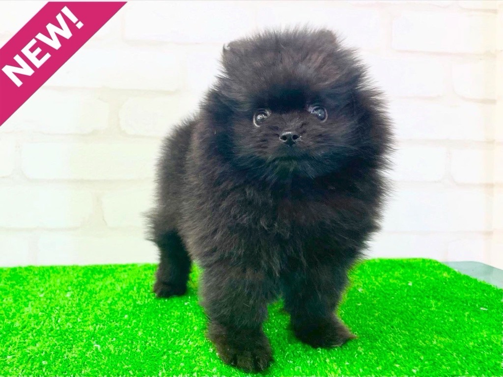 東京都のポメラニアン (かねだい立川店/2025年3月16日生まれ/男の子/ブラック)の子犬