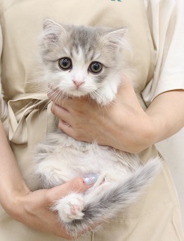 神奈川県のスコティッシュフォールド (かねだい伊勢原店/2025年3月2日生まれ/男の子/ブルータビーホワイト)の子猫