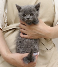 神奈川県のブリティッシュショートヘアー (かねだい伊勢原店/2025年3月16日生まれ/男の子/ブルー)の子猫