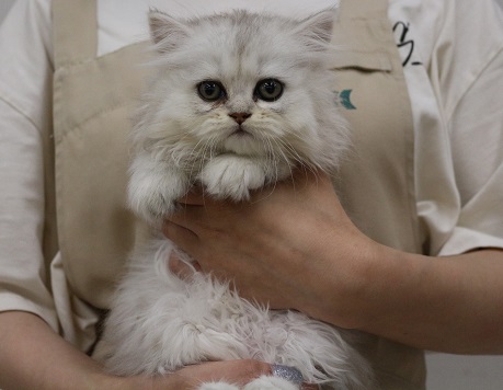 神奈川県のペルシャ (かねだい伊勢原店/2025年3月14日生まれ/女の子/チンチラシルバー)の子猫