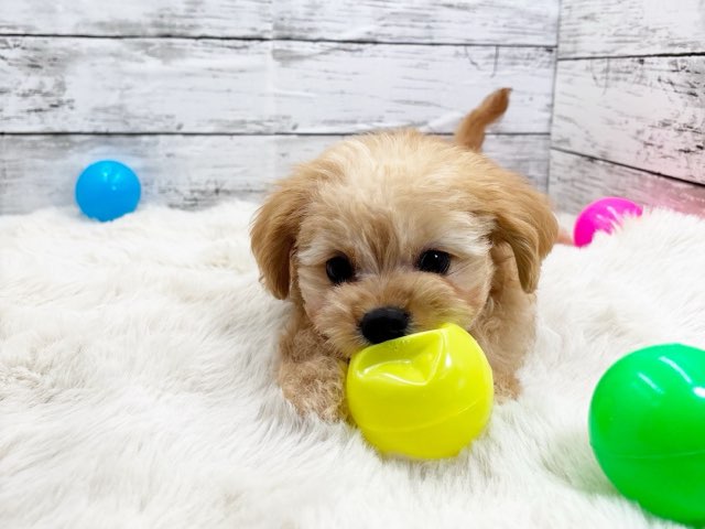 新潟県のハーフ犬・ミックス犬 (かねだいペットトライアル魚沼/2025年2月18日生まれ/男の子/フォーン)の子犬