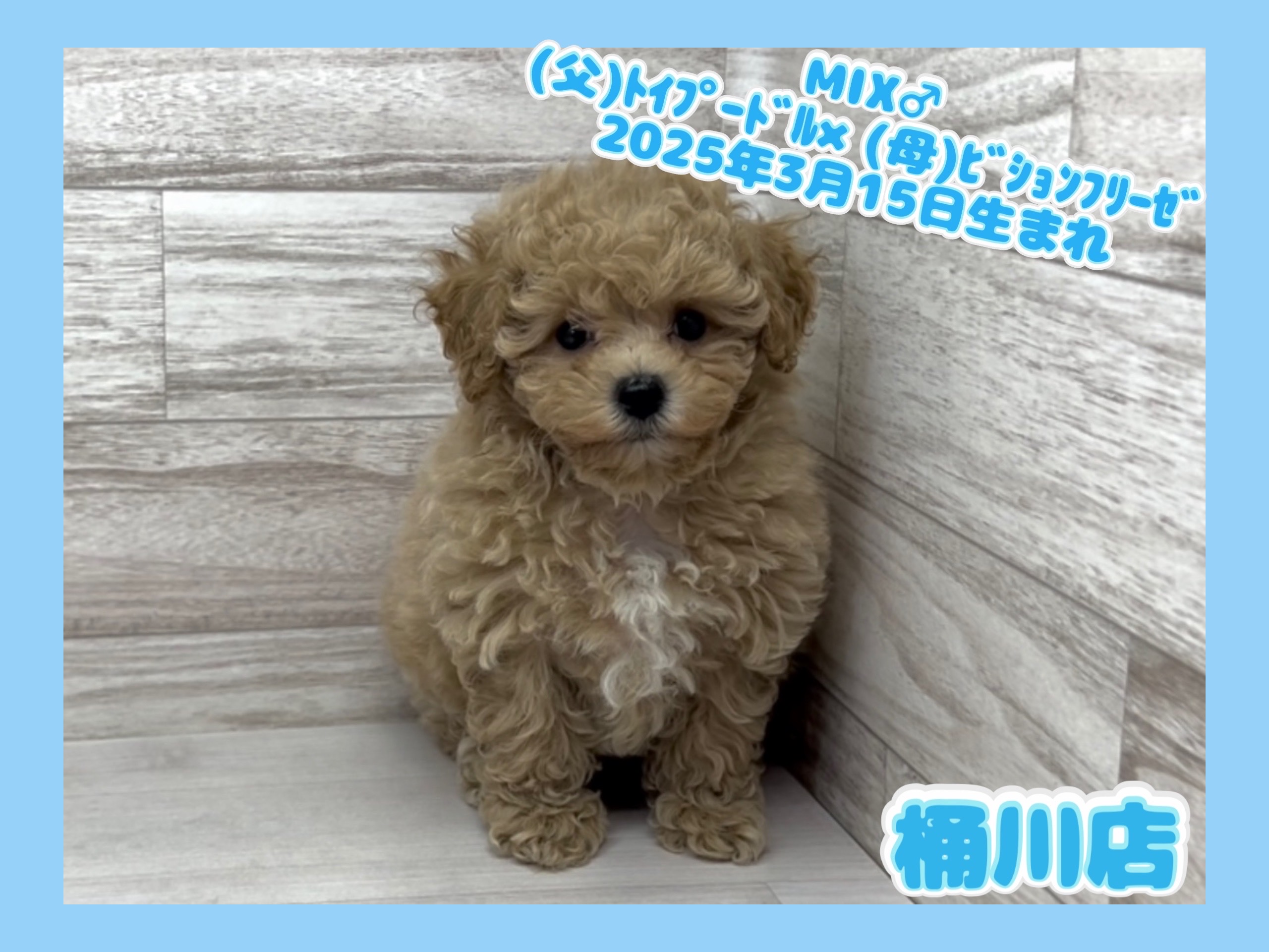 埼玉県のビションプー(ビションフリーゼ×プードル) (かねだい桶川店/2025年3月15日生まれ/男の子/その他色)の子犬