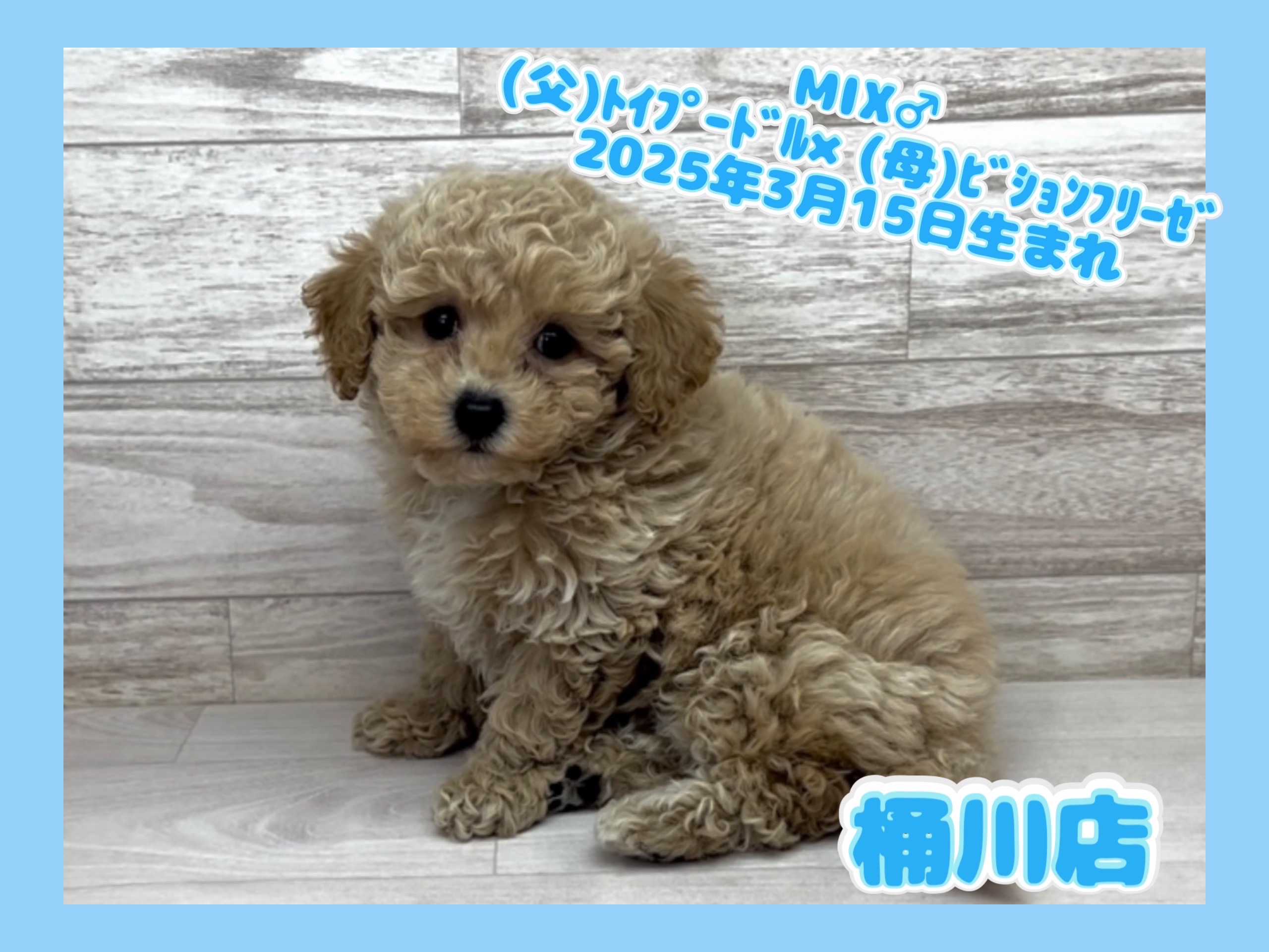 埼玉県のビションプー(ビションフリーゼ×プードル) (かねだい桶川店/2025年3月15日生まれ/男の子/その他色)の子犬