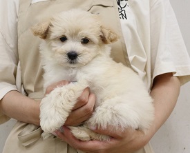 神奈川県のハーフ犬・ミックス犬 (かねだい伊勢原店/2025年2月28日生まれ/男の子/アプリコット)の子犬