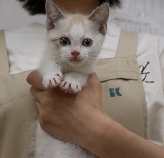 神奈川県のハーフ猫・ミックス猫 (かねだい伊勢原店/2025年3月8日生まれ/女の子/ブルーポイントバイカラー)の子猫