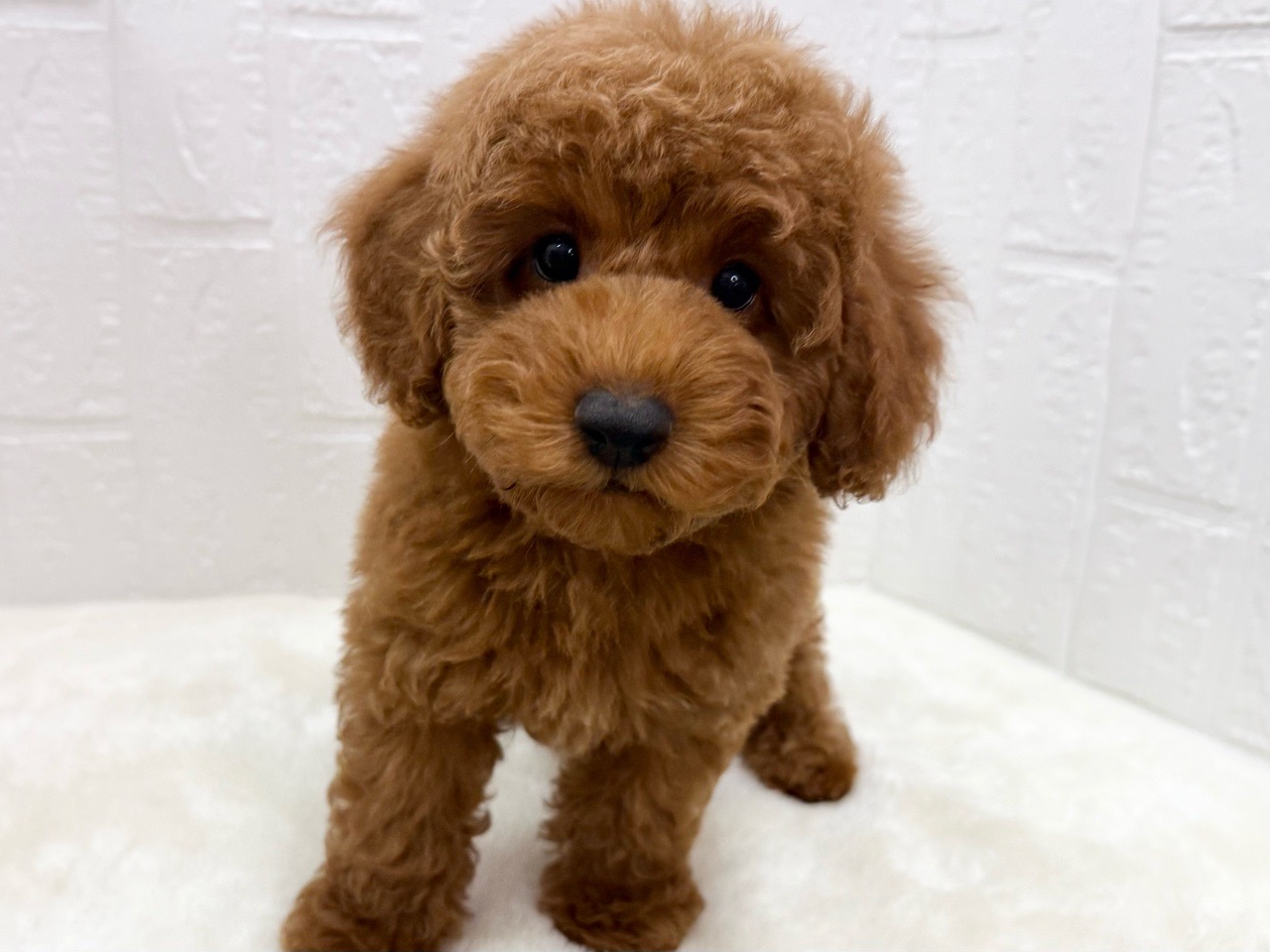東京都のトイプードル(トイ) (かねだい青梅店/2025年2月23日生まれ/男の子/レッド)の子犬