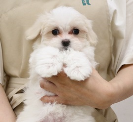 神奈川県のマルチーズ (かねだい伊勢原店/2025年3月17日生まれ/女の子/ホワイト)の子犬