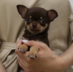 神奈川県のハーフ犬・ミックス犬 (かねだい伊勢原店/2025年3月14日生まれ/男の子/その他色)の子犬