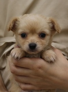 神奈川県のハーフ犬・ミックス犬 (かねだい伊勢原店/2025年3月14日生まれ/女の子/ブラウン)の子犬