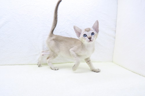 神奈川県のハーフ猫・ミックス猫 (かねだい海老名店/2025年3月15日生まれ/女の子/セピアアグーティ)の子猫