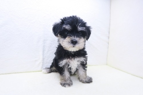 神奈川県のハーフ犬・ミックス犬 (かねだい海老名店/2025年3月2日生まれ/女の子/ブラックシルバー)の子犬