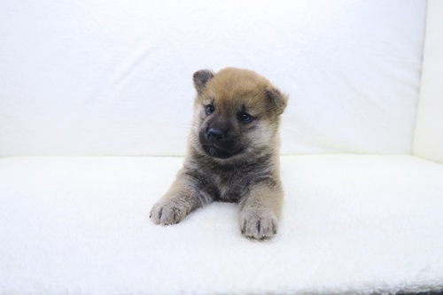 神奈川県の柴犬(標準サイズ) (かねだい海老名店/2025年3月15日生まれ/男の子/赤)の子犬