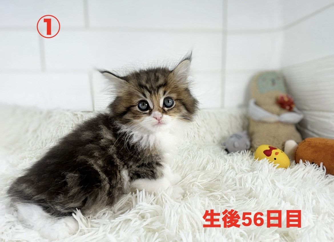 千葉県のサイベリアン (かねだいペットトライアル勝浦/2025年3月17日生まれ/男の子/ブラックタビーホワイト)の子猫