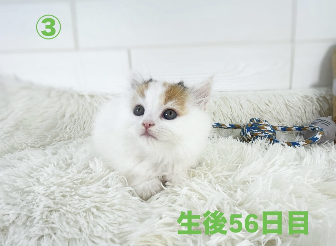 千葉県のサイベリアン (かねだいペットトライアル勝浦/2025年3月17日生まれ/女の子/キャリコ)の子猫