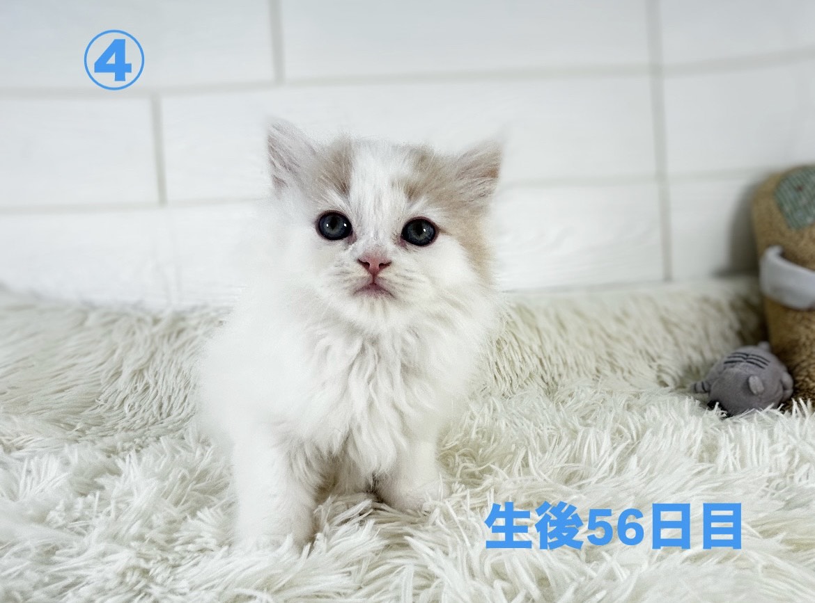 千葉県のサイベリアン (かねだいペットトライアル勝浦/2025年3月17日生まれ/男の子/クリームタビーホワイト)の子猫