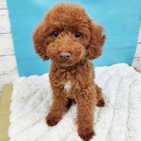千葉県のトイプードル(トイ) (かねだい四街道店/2024年12月29日生まれ/男の子/レッド)の子犬