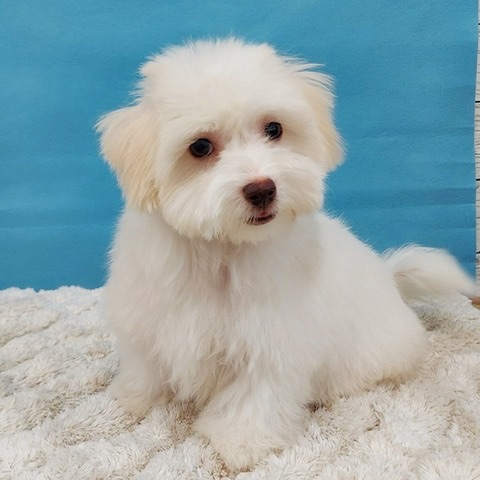 千葉県のハーフ犬・ミックス犬 (かねだい四街道店/2025年1月22日生まれ/女の子/ホワイトクリーム)の子犬