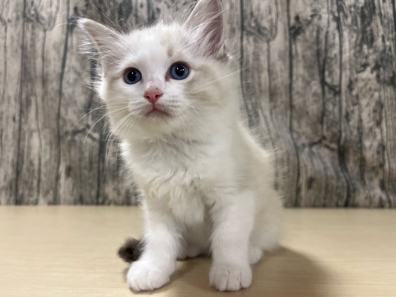 埼玉県のハーフ猫・ミックス猫 (かねだいアクアパーク店/2025年3月11日生まれ/女の子/ブルーポイントバイカラー)の子猫