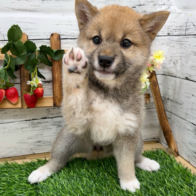 埼玉県の豆柴 (かねだい所沢店/2025年2月8日生まれ/女の子/赤)の子犬