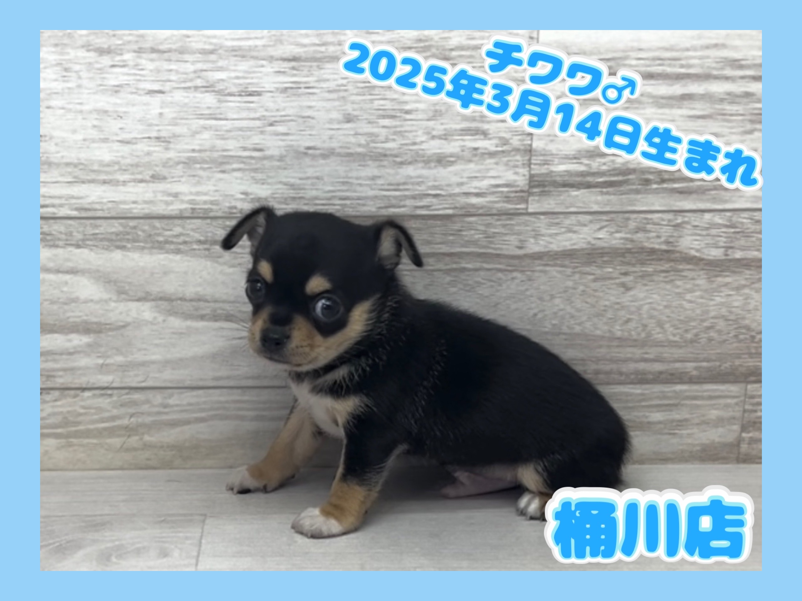 埼玉県のチワワ(ロング) (かねだい桶川店/2025年3月14日生まれ/男の子/ブラックタンホワイト)の子犬