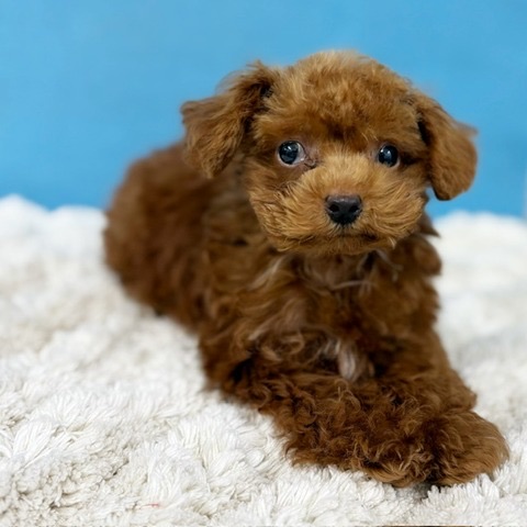 千葉県のトイプードル(トイ) (かねだい四街道店/2025年2月28日生まれ/男の子/レッド)の子犬