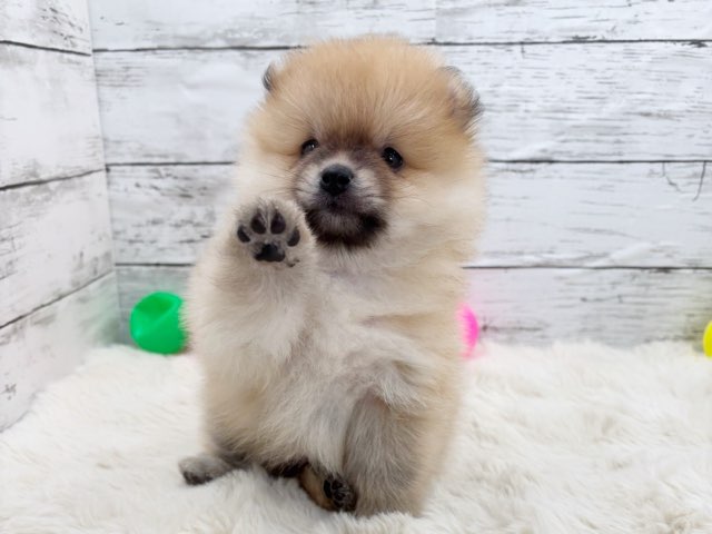 新潟県のポメラニアン (かねだいペットトライアル魚沼/2025年3月17日生まれ/男の子/オレンジ)の子犬