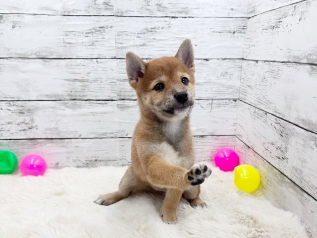 新潟県の柴犬(標準サイズ) (かねだいペットトライアル魚沼/2025年3月16日生まれ/女の子/赤)の子犬