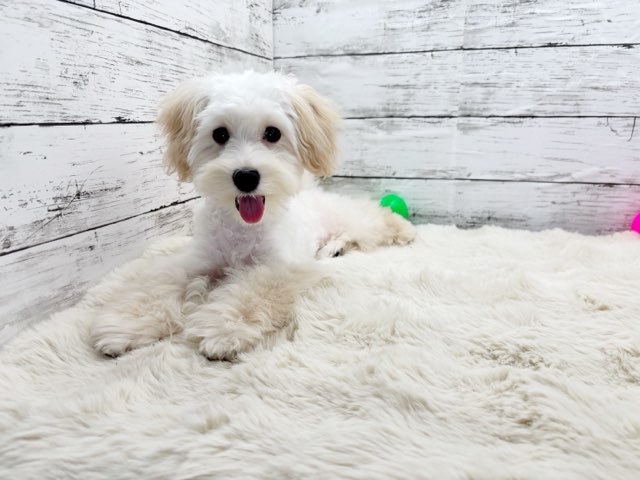 新潟県のハーフ犬・ミックス犬 (かねだいペットトライアル魚沼/2025年1月18日生まれ/男の子/アプリコット)の子犬