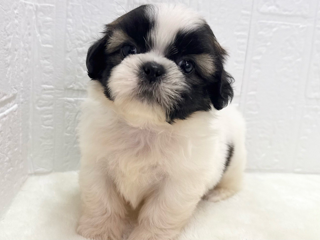 東京都のシーズー (かねだい青梅店/2025年3月18日生まれ/男の子/ホワイトゴールド)の子犬