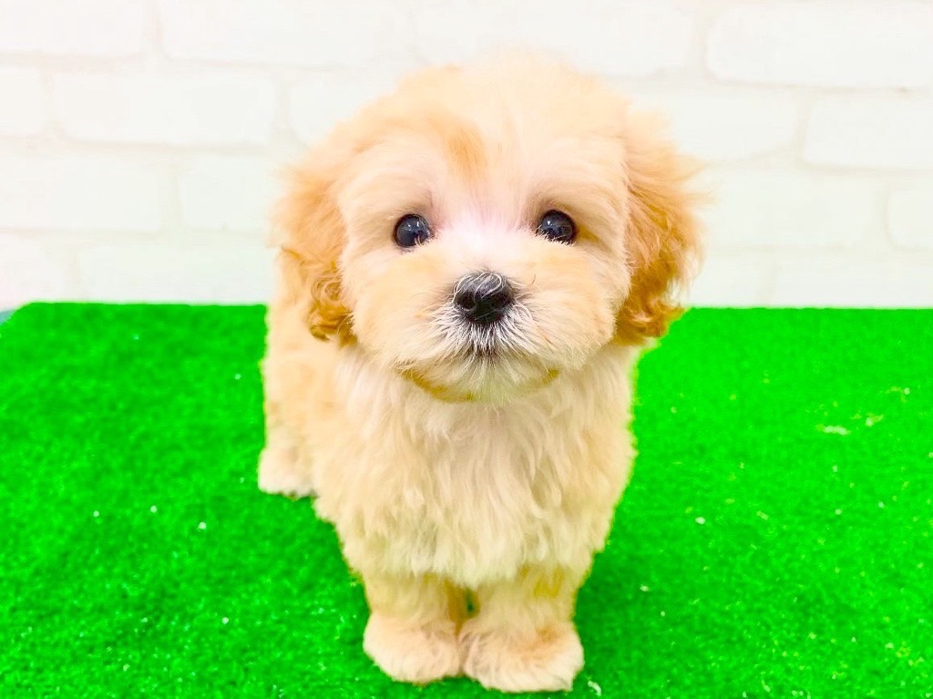 東京都のMIX犬 (父)マルチーズ、(母)トイプードル (かねだい立川店/2025年3月11日生まれ/男の子/アプリコット)の子犬