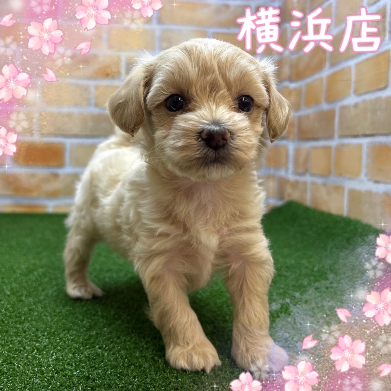 神奈川県のマルプー(マルチーズ×プードル) (かねだい横浜店/2025年3月11日生まれ/男の子/アプリコット)の子犬