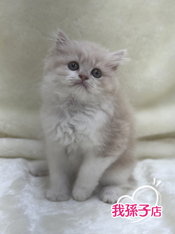 千葉県のサイベリアン (かねだい我孫子店/2025年3月15日生まれ/女の子/カメオホワイト)の子猫