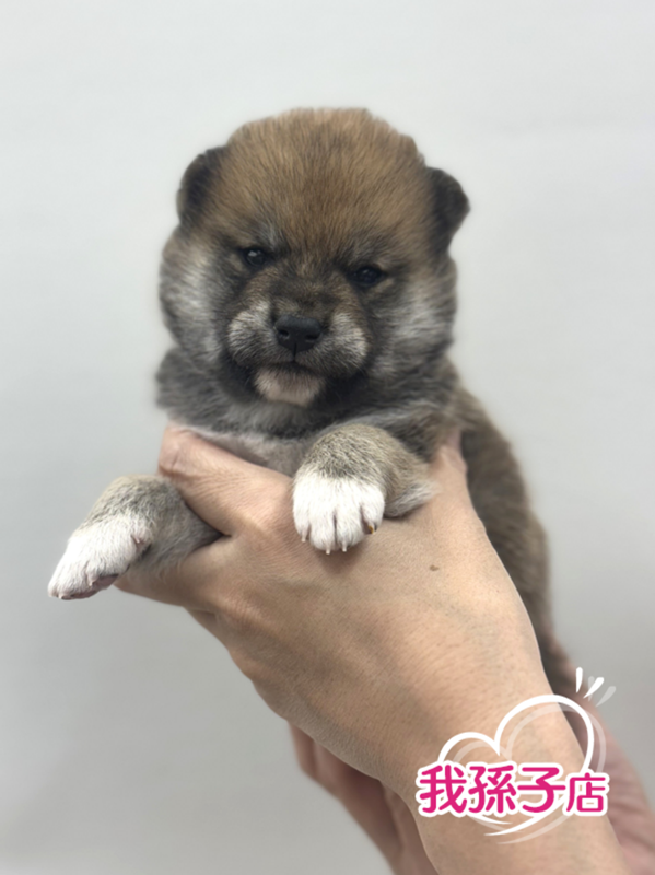 千葉県の柴犬(標準サイズ) (かねだい我孫子店/2025年3月14日生まれ/男の子/赤)の子犬