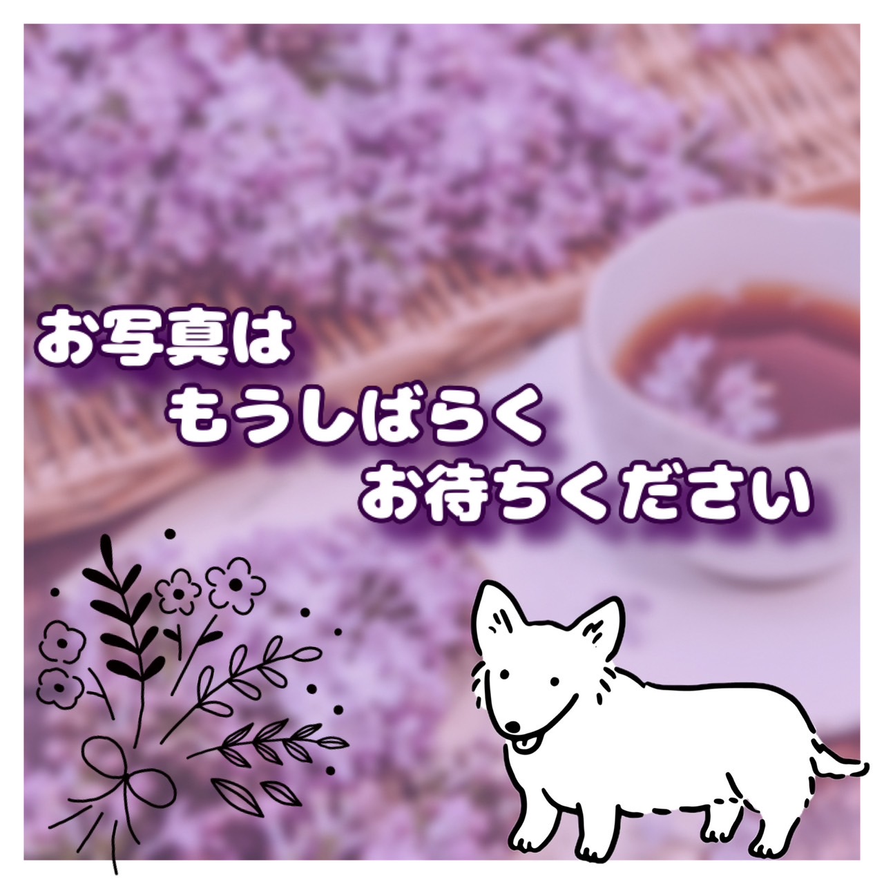 神奈川県のチワワ(スムース) (かねだい横浜店/2025年3月22日生まれ/女の子/ブラックタンホワイト)の子犬
