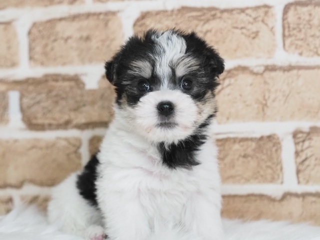 埼玉県のマルジャック (かねだい戸田店/2025年3月23日生まれ/男の子/ブラックホワイト)の子犬