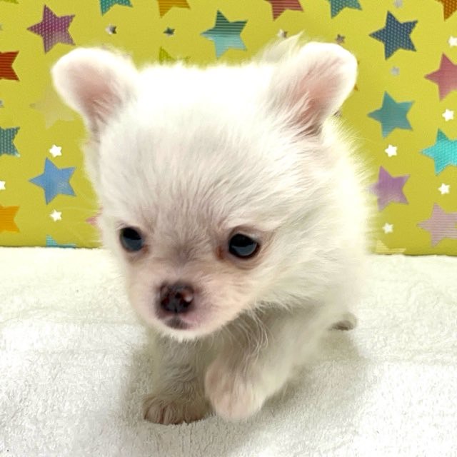 東京都のハーフ犬・ミックス犬 (かねだい足立店/2025年3月21日生まれ/女の子/ホワイト)の子犬